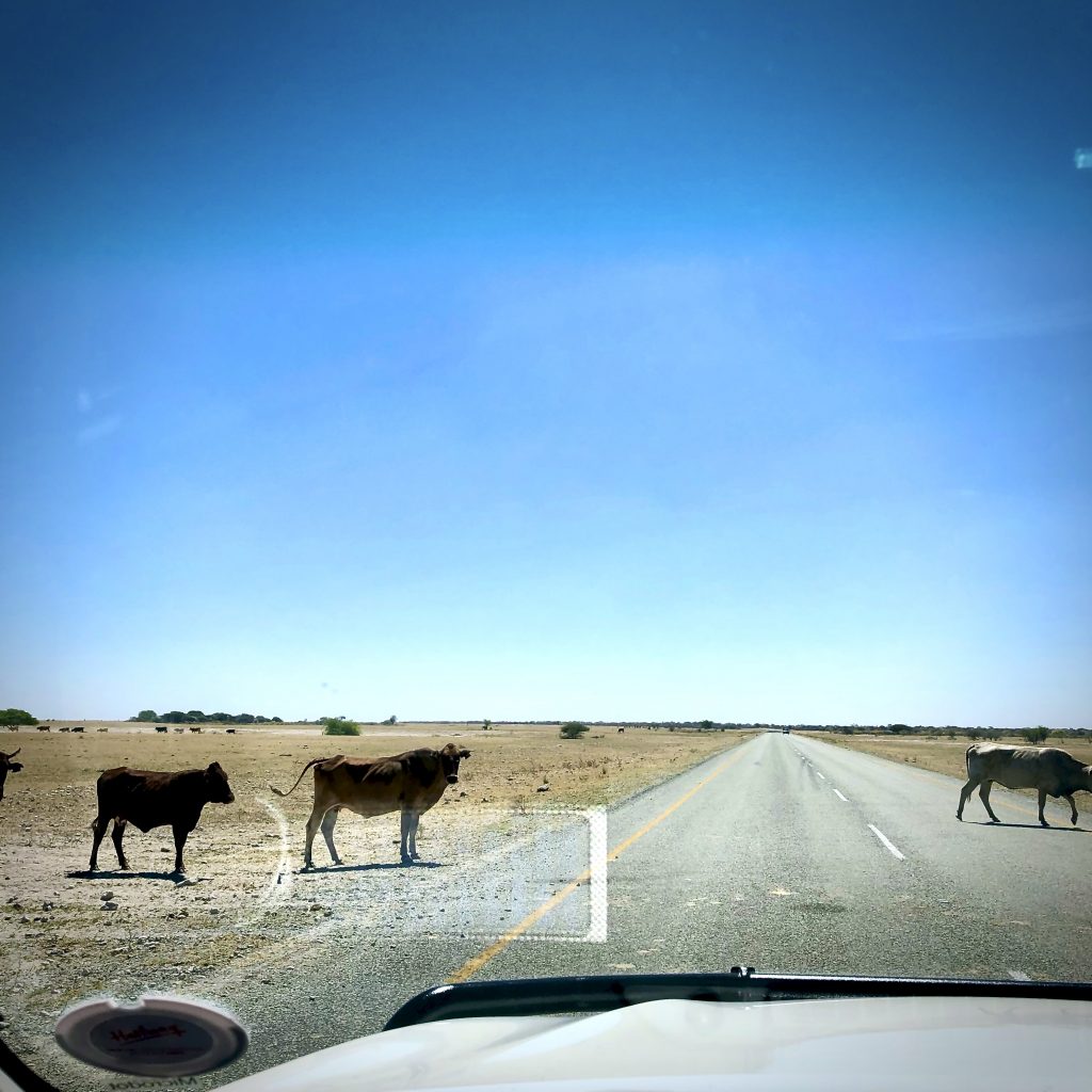Botswana cows crossing