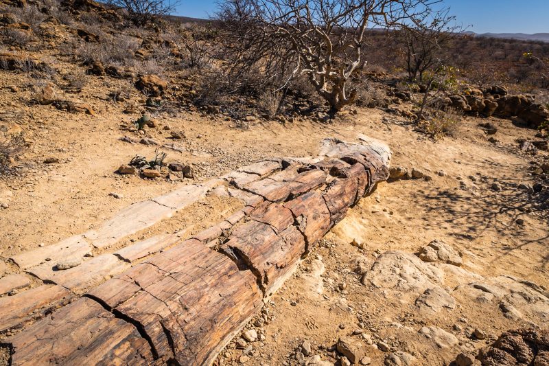 namibia tree