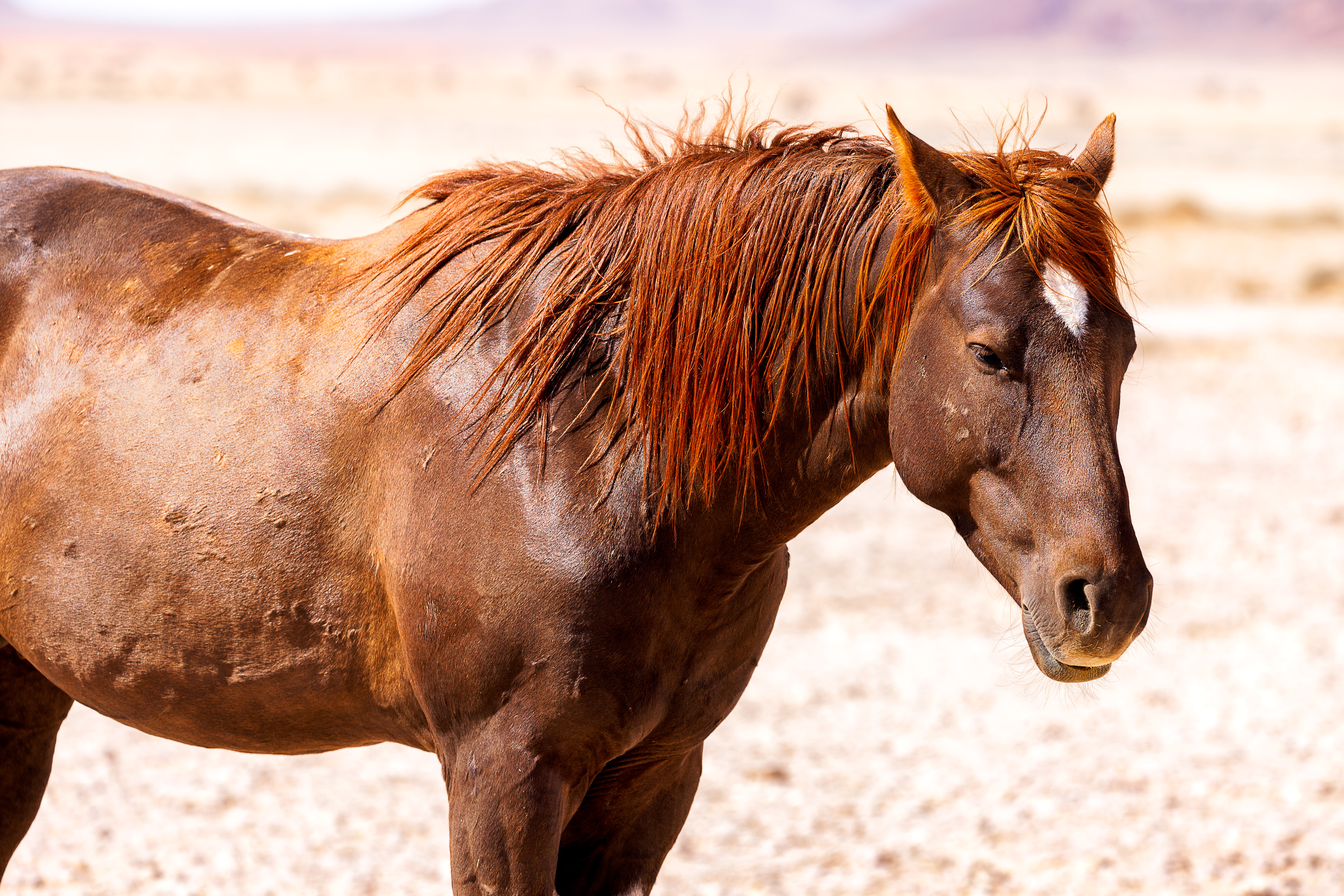Wild Horses in Namibia
