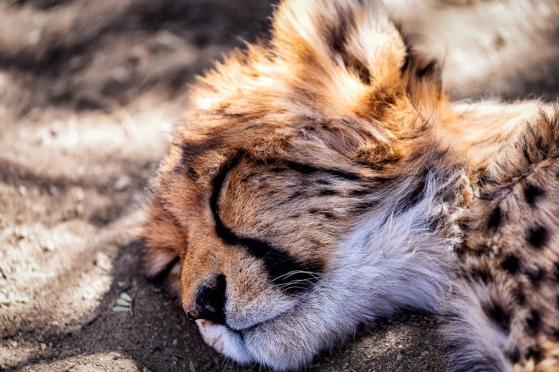 Cheetah sleeping