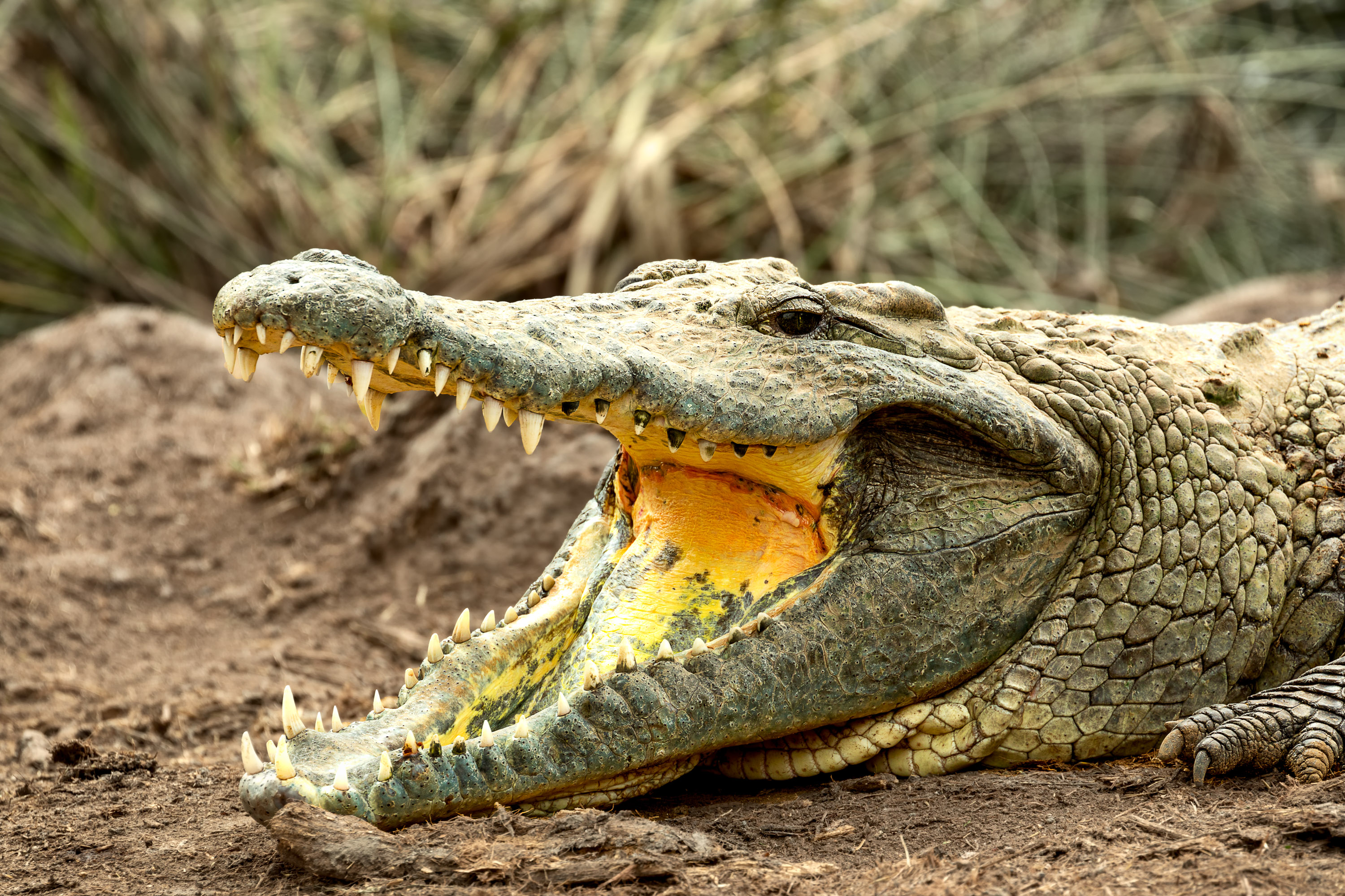 Kenya Voi crocs
