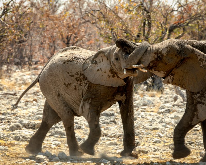 Bull Elephants Fighting