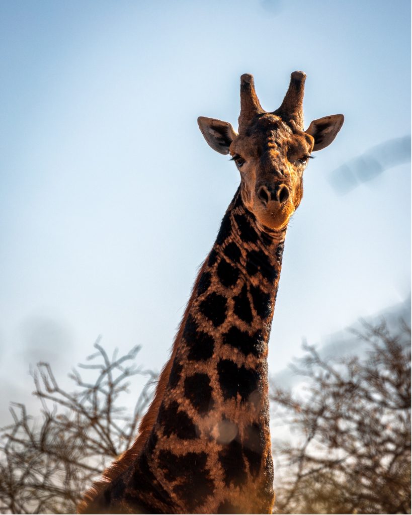 giraffe crossing
