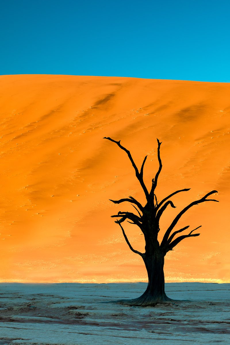 Deadvlei tree