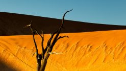Namib desert morning