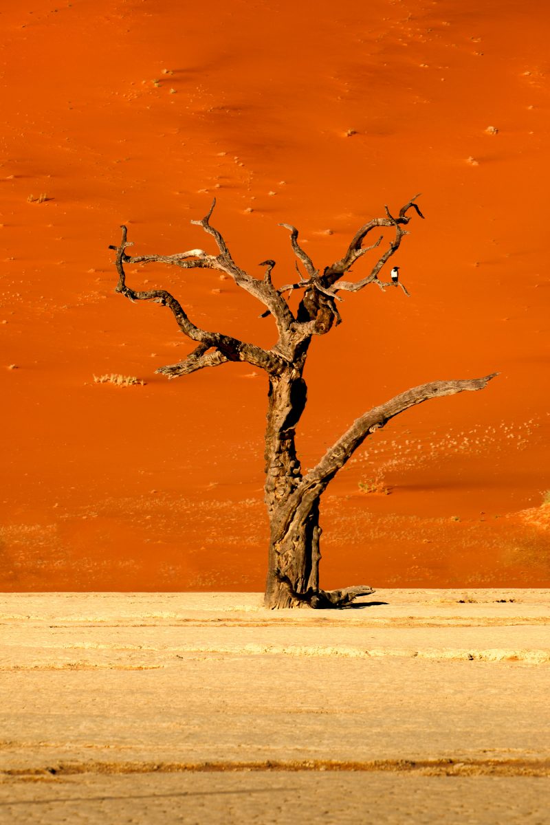 Namib desert