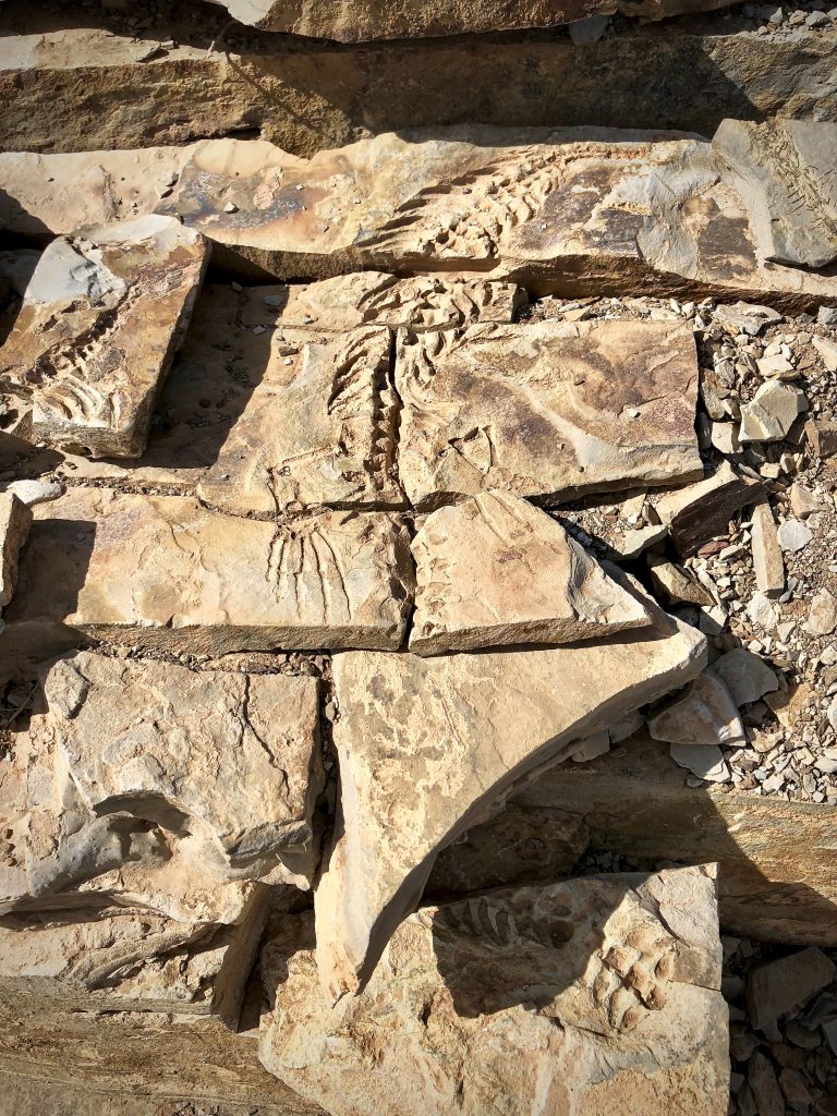 mesosaurus fossils