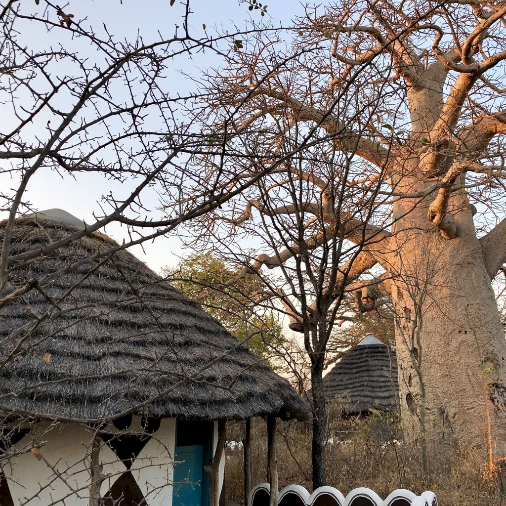 Botswana planet baobab
