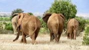 Travel the world elephants