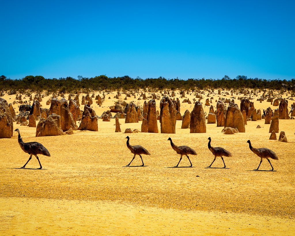 Emus at The Pinnacles Desert